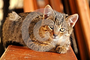 Kitten on the bench