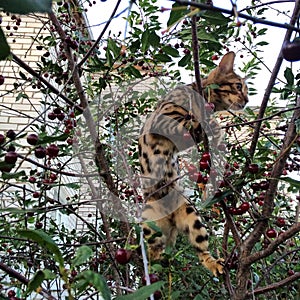 Kitten Bengal breed nicknamed Milano sitting in a cherry tree.