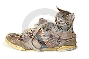 Kitten in a big shoe