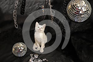 A kitten on a black background