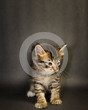 Kitten on black background in studio