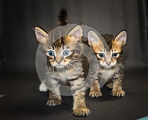 Kitten on black background in studio