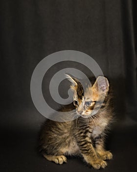 Kitten on black background in studio