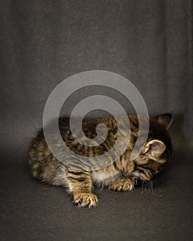 Kitten on black background in studio