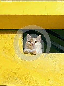 a kitten with a blank stare