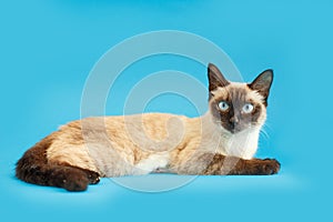 Kitten on a blue background. Fluffy cat. Cozy pet