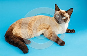 Kitten on a blue background. Fluffy cat. Cozy pet