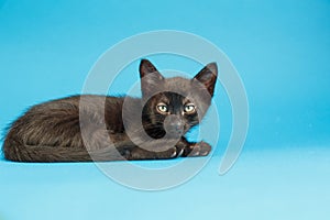 Kitten on a blue background. Fluffy cat. Cozy pet