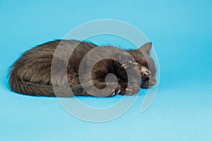 Kitten on a blue background. Fluffy cat. Cozy pet