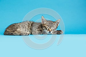 Kitten on a blue background. Fluffy cat. Cozy pet