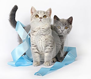 Kitten with blue ribbon