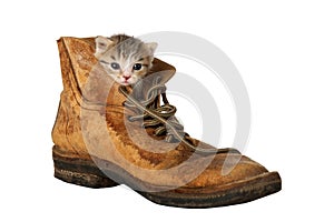 Kitten in Boot