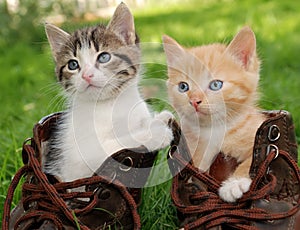 Kitten in boots