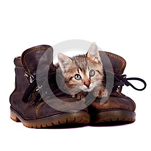 Kitten and boots