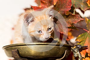 Kitten with bowl