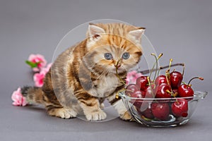 Kitten and a bowl with cherry