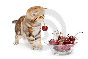 Kitten and a bowl with cherry