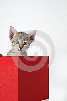 Kitten in a box