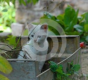 Kitten in boxe in garden photo