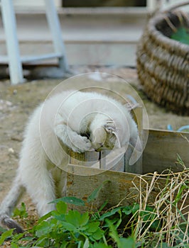 Kitten in boxe in garden photo