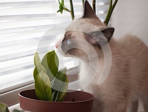 Kitten breed snowshoe, two monthes, sniff plant