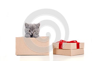 Kitten British on white background. Cat peeking from behind gift box.