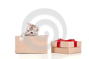 Kitten British on white background. Cat peeking from behind gift box.