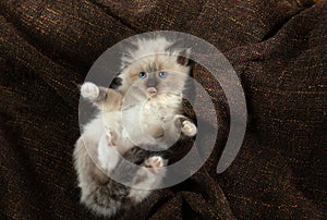 Kitten on brown in a plaid. Bicolor Rag Doll Cat