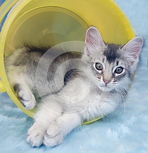 Kitten in bucket