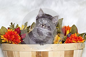 Kitten in bushel basket with flowers.