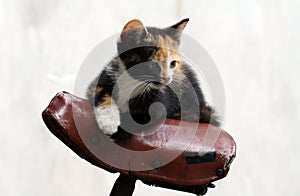 Kitten in bycicle