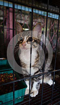 A kitten in the cage