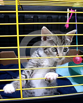 Kitten in cage.