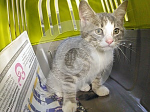 Kitten in a cage