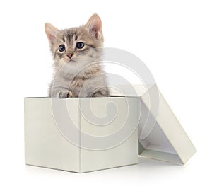 Kitten in cardboard box