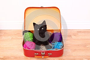 Kitten in a Case Filled with Yarn