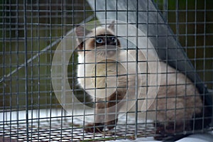 Kitten in a cat box - an iron cage designed to trap  cats