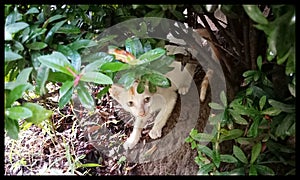 Kitten cat bush pipping green little