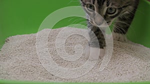 Kitten and cat litter box