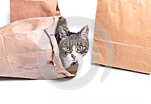 Kitten, cat looks in paper, craft bag