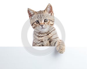 Kitten cat is over blank posterboard, you add the message.