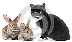 Kitten cat and rabbit bunny