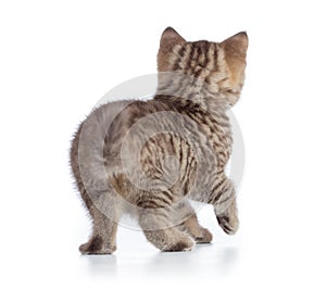 Kitten or cat rear back view isolated