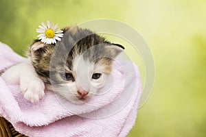 Kitten cat sitting in a basket