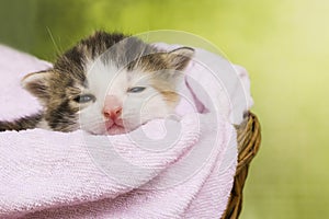 Kitten cat sitting in a basket