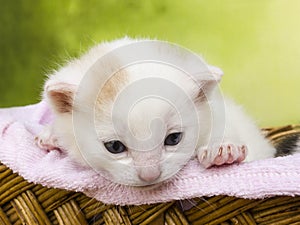 Kitten cat sitting in a basket