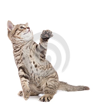Kitten cat sitting with raised paw looking up isolated
