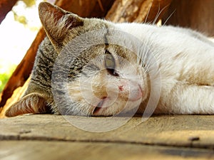 Kitten cat sleeping on the wood floor