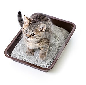 Kitten or cat in toilet tray box with absorbent litter isolated