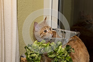 Kitten cat on a window still looking straight at a bird figures beak